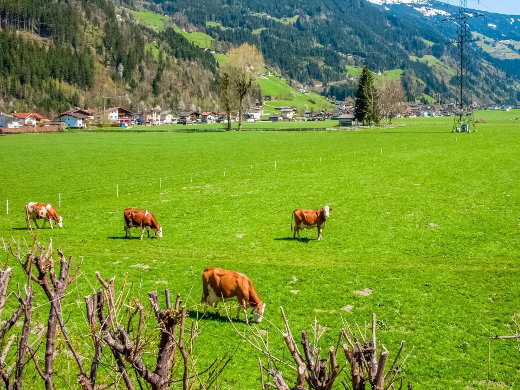 Apartment With Panoramic View Ramsau im Zillertal Dış mekan fotoğraf